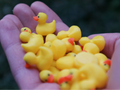 mini duck handful
